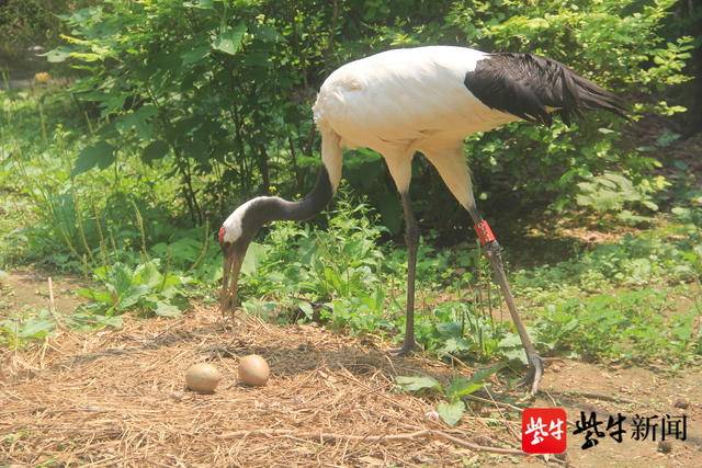 下蛋、孵化、破壳而出——丹顶鹤都市育雏记_手机新浪网