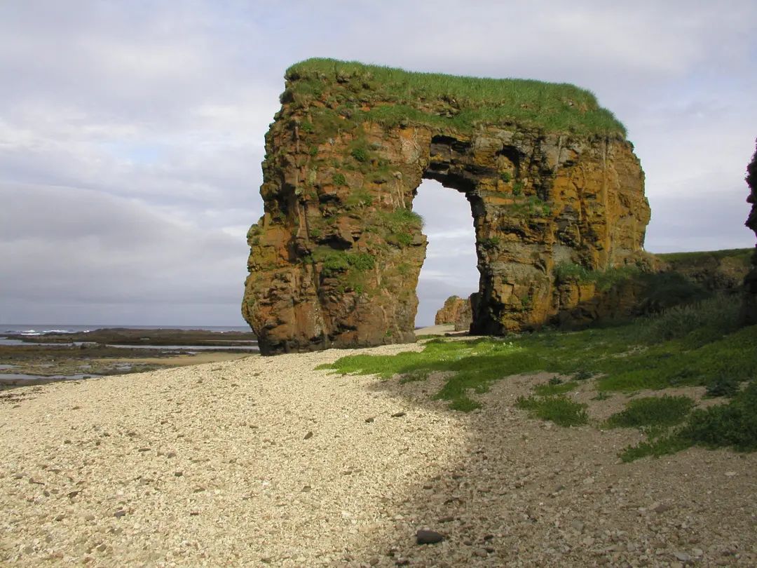 它一直不停地在吃,直到人类把它吃掉|探险队|白令岛_新浪新闻