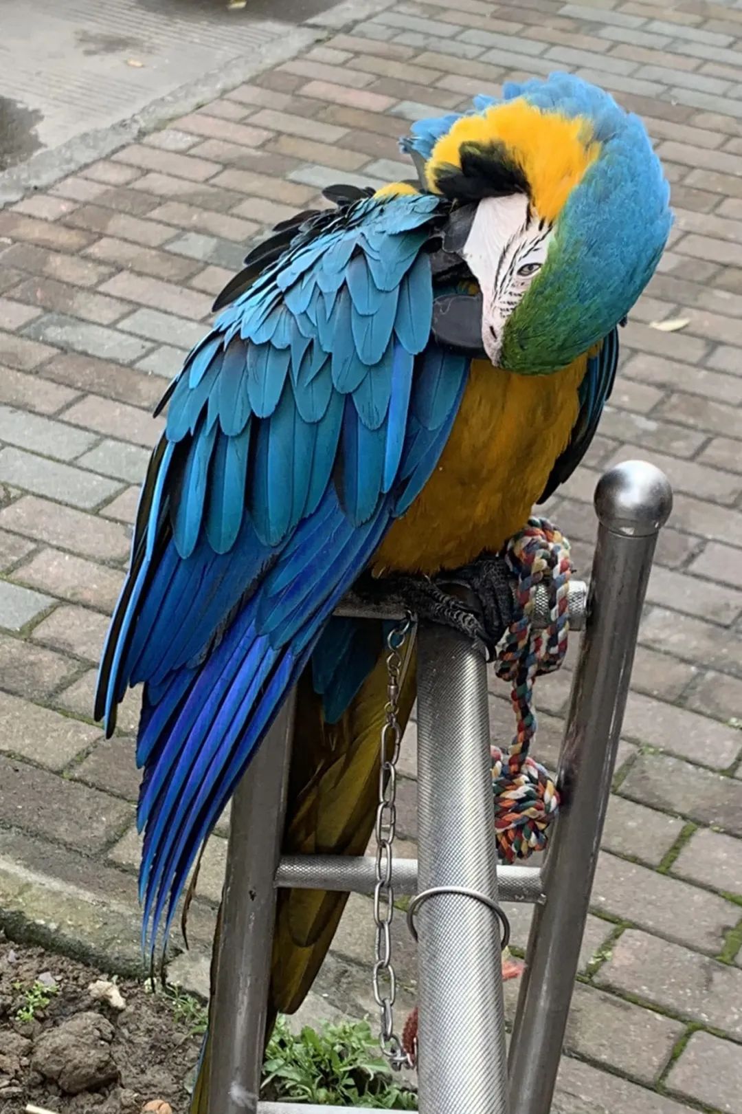 一老板花9000元买下只鹦鹉,8年后,意想不到的事出现了