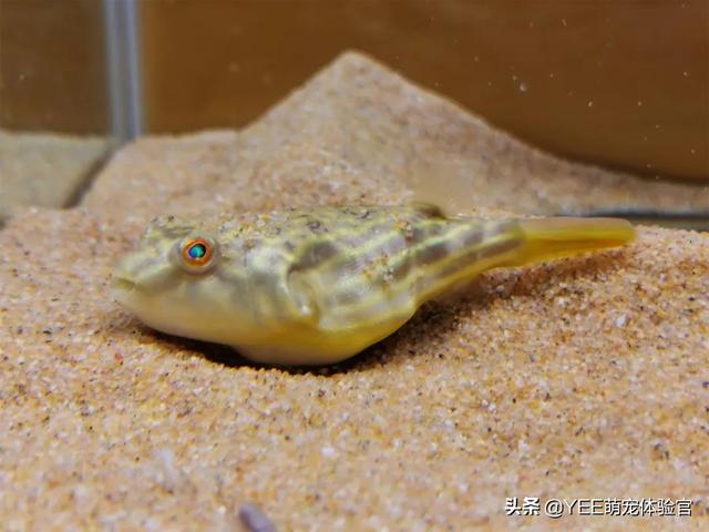 讨人喜爱的鱼,有的表里不一:这才是真正的斑马狗头|狗头|斑马|混养