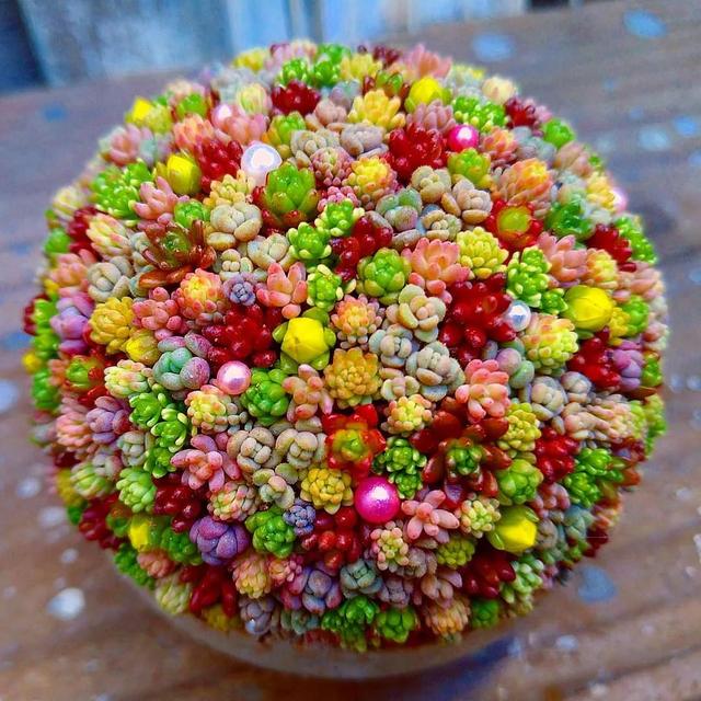 漂亮多肉花团锦簇