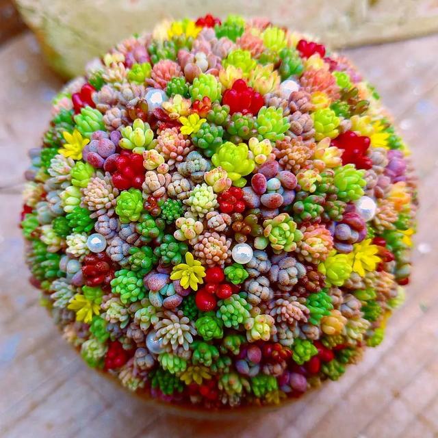 漂亮多肉花团锦簇