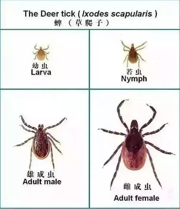 双鸭山往事 ——不消停的东北草爬子