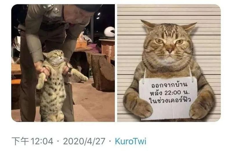 一只猫违反外出禁令被捕还爪举牌子拍摄罪犯照