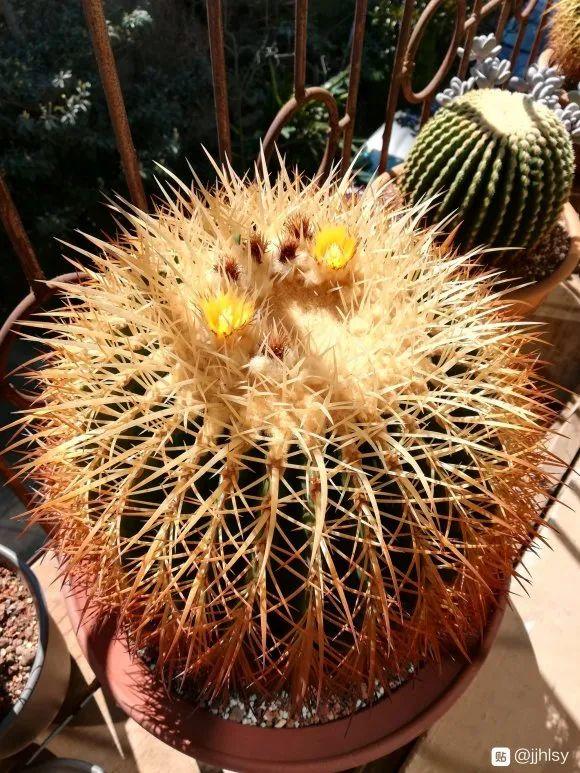 花卉中的金色巨无霸——金琥仙人球|金琥|仙人球|花盆_新浪新闻