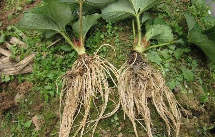 一,根是植物最重要的器官,相当于人体的大脑根部最核心的部位是根尖