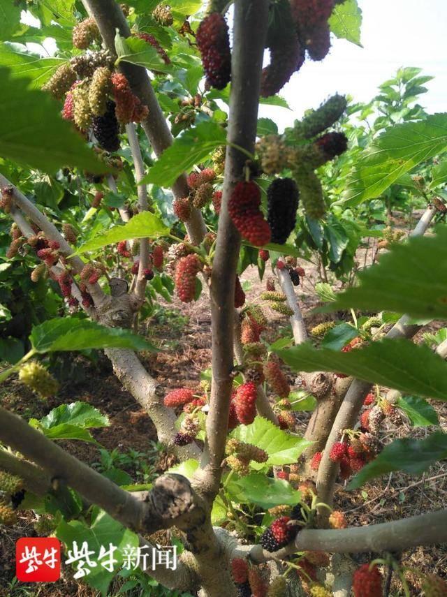除此之外,熊路生目前最伤脑筋的是,刚挂果的桑葚还未成熟,大量的野鸟