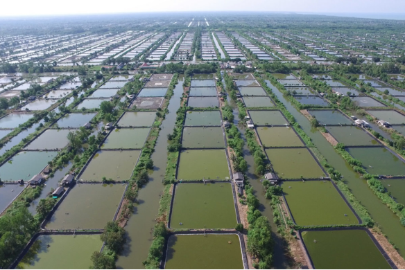 15000亩虾塘中招,越虾农亏大了!