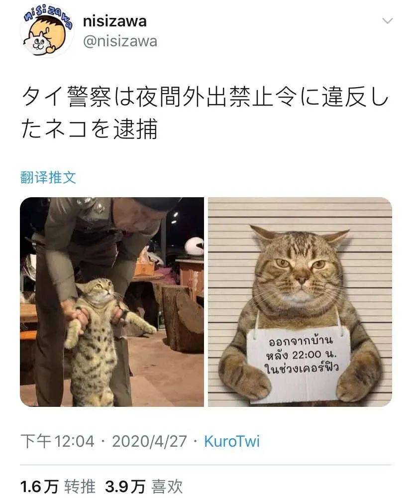 一只猫违反外出禁令被捕还爪举牌子拍摄罪犯照表情亮了