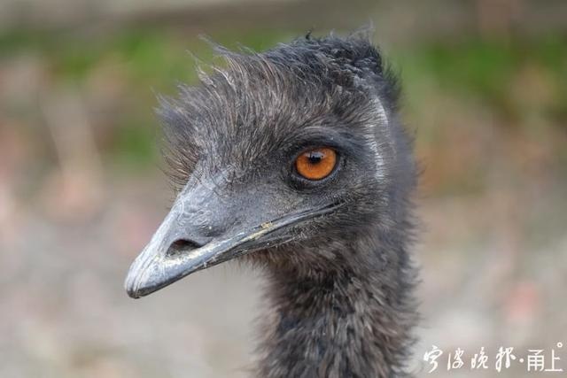 只认识鸡蛋鸭蛋鸵鸟蛋?立夏,拿出鸸鹋蛋才够666!