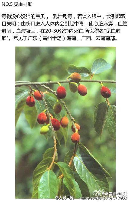 近期已有多人中招|桑果|野果|中毒_新浪新闻