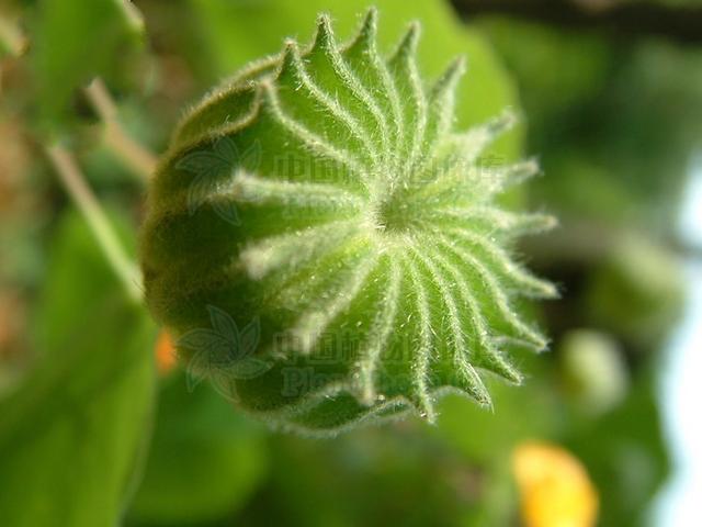 磨盘草见过吗益气通窍可用于耳鸣耳聋中耳炎