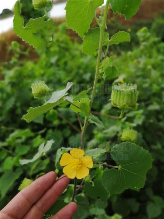 磨盘草见过吗益气通窍可用于耳鸣耳聋中耳炎