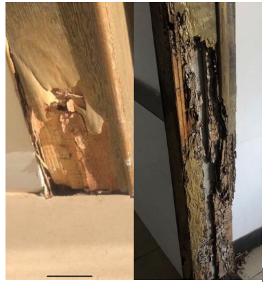 头皮发麻六安多个小区遭到白蚁侵袭家住底层的快提高警惕