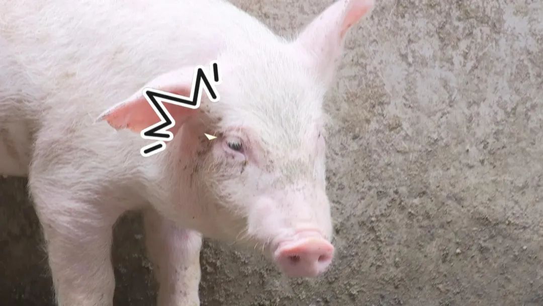 “三只小猪”故事本土版：告诉你啥叫“见猪眼开”啥叫“完猪归朱”_新浪新闻