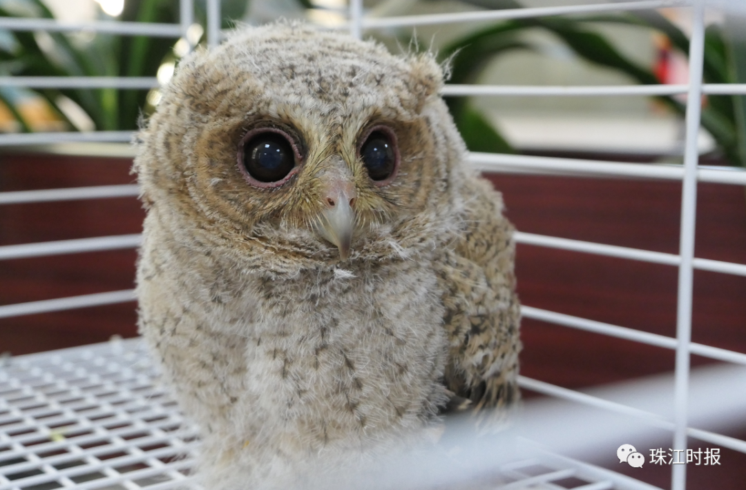 西樵山下,超萌猫头鹰宝宝"迷路",接下来的一幕很暖心