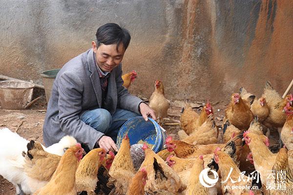 养鸡大户的"致富经"