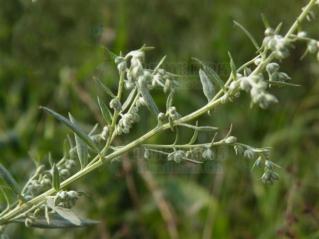 牡蒿,见过吗?清热,凉血,解暑