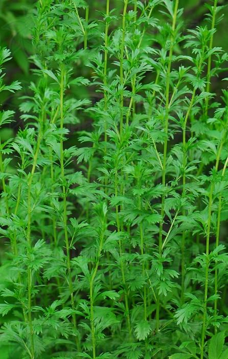 牡蒿,见过吗?清热,凉血,解暑