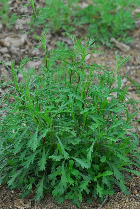 花艾草,六月雪,老鸦,马莲蒿,马根柴,鹅草药,牛尾蒿,白花蒿,熊掌草,菊