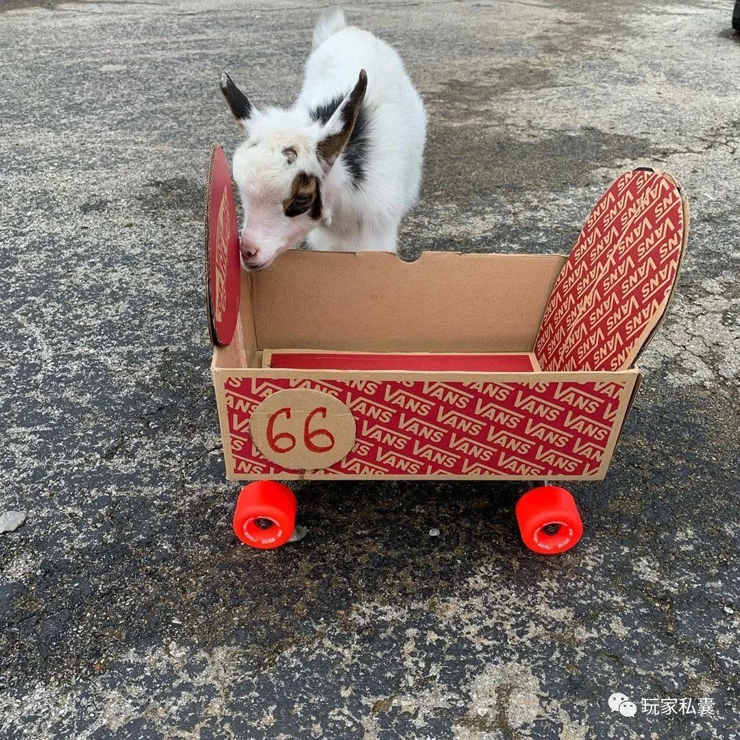 波鞋崩盘加入vans鞋盒创造营既魔性又沙雕