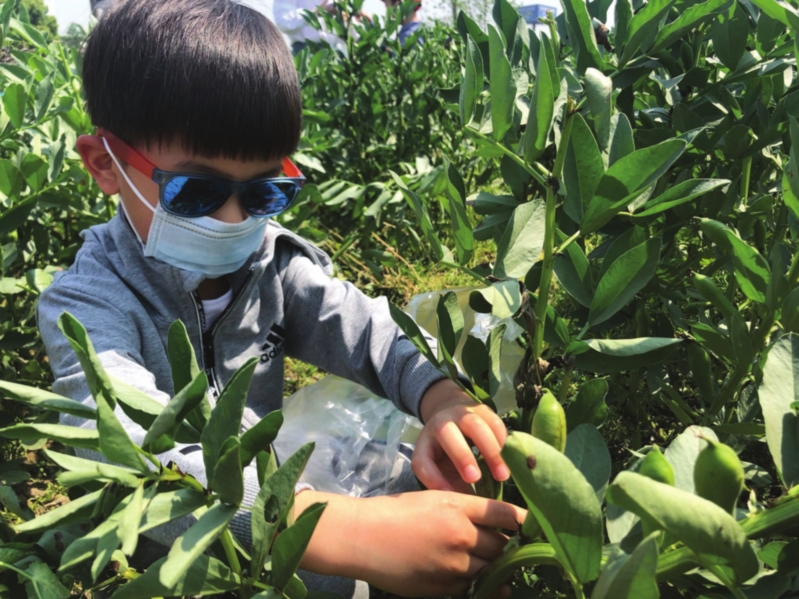 采摘蚕豆 画蛋斗蛋 孩子们立夏节气收获满满