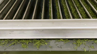 北纬30°,眉山有好茶|茶叶|眉山|茶园_新浪新闻