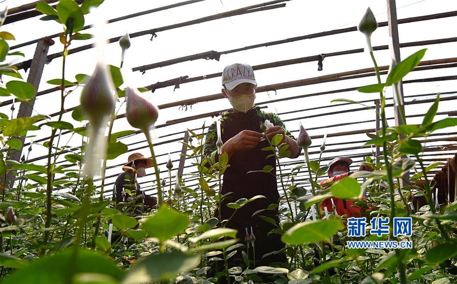 山东:90后大学生返乡创业当花农