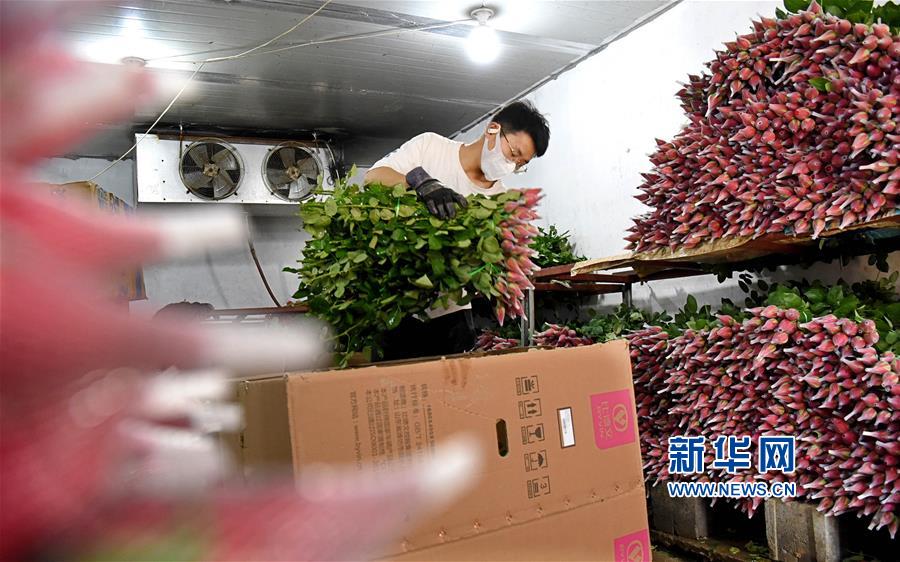 山东:90后大学生返乡创业当花农