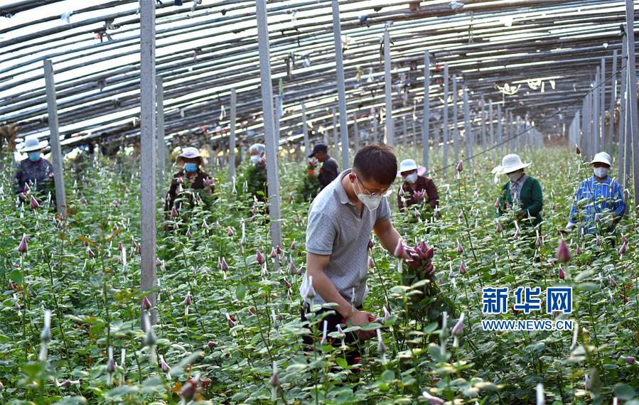 山东:90后大学生返乡创业当花农