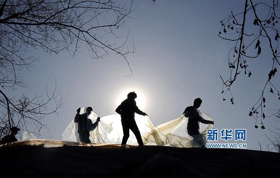 山东:90后大学生返乡创业当花农