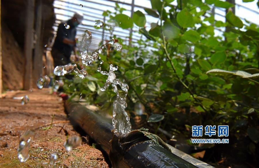 山东:90后大学生返乡创业当花农