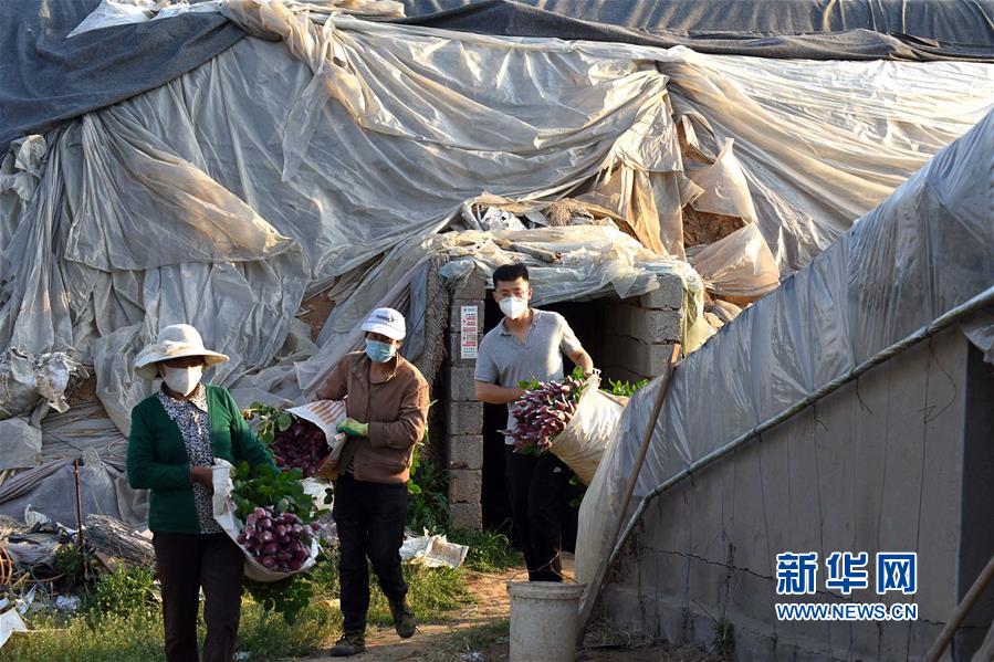 山东:90后大学生返乡创业当花农