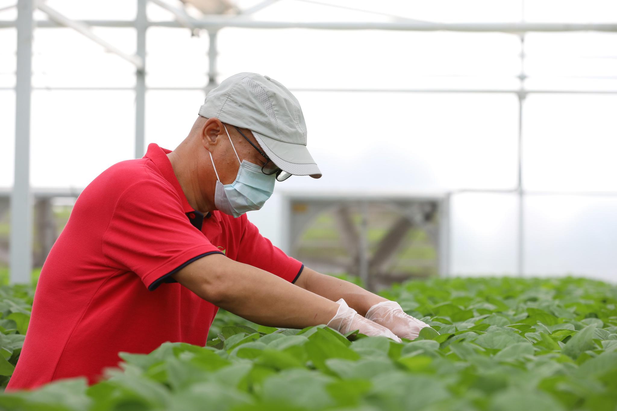 植物工厂带来种菜"新玩法"