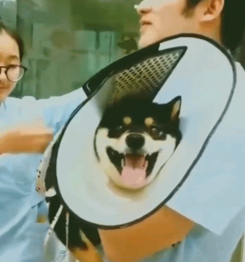 #每日有趣gif图#太丑了,莫挨老子!