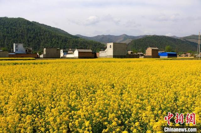 甘肃岷县油菜花竞相绽放 花香四溢点"金"山城