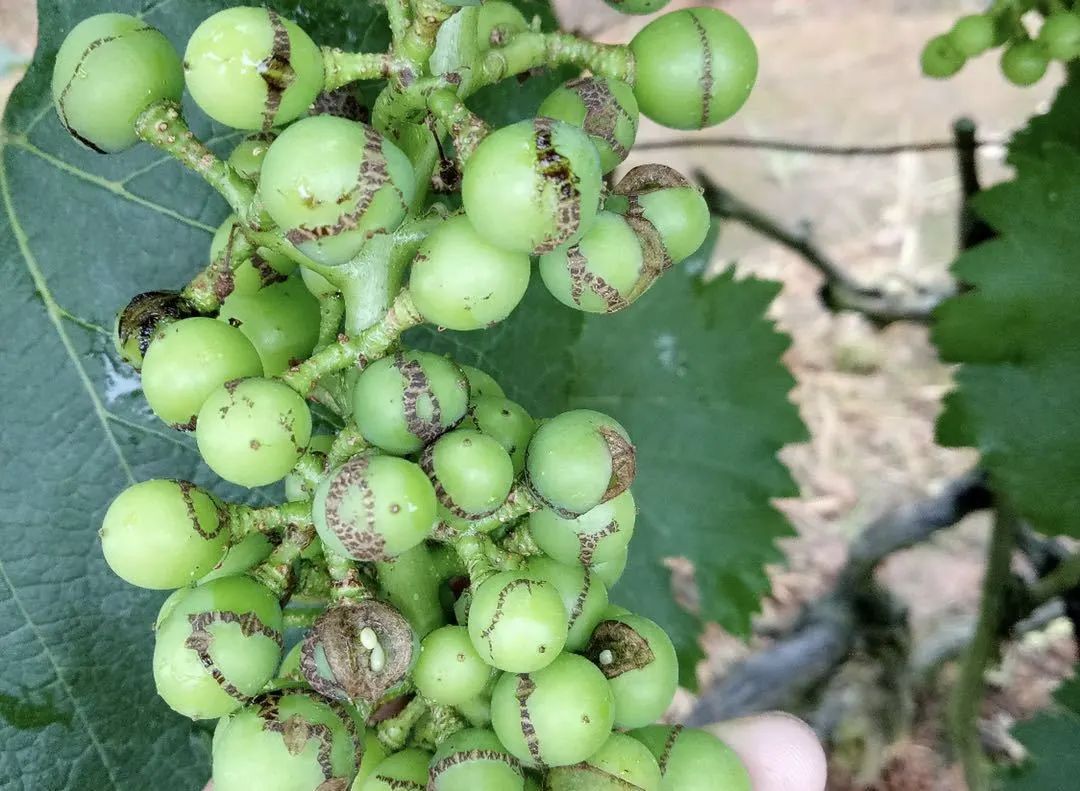 千万别忽视葡萄蓟马,花期不防悔断肠!