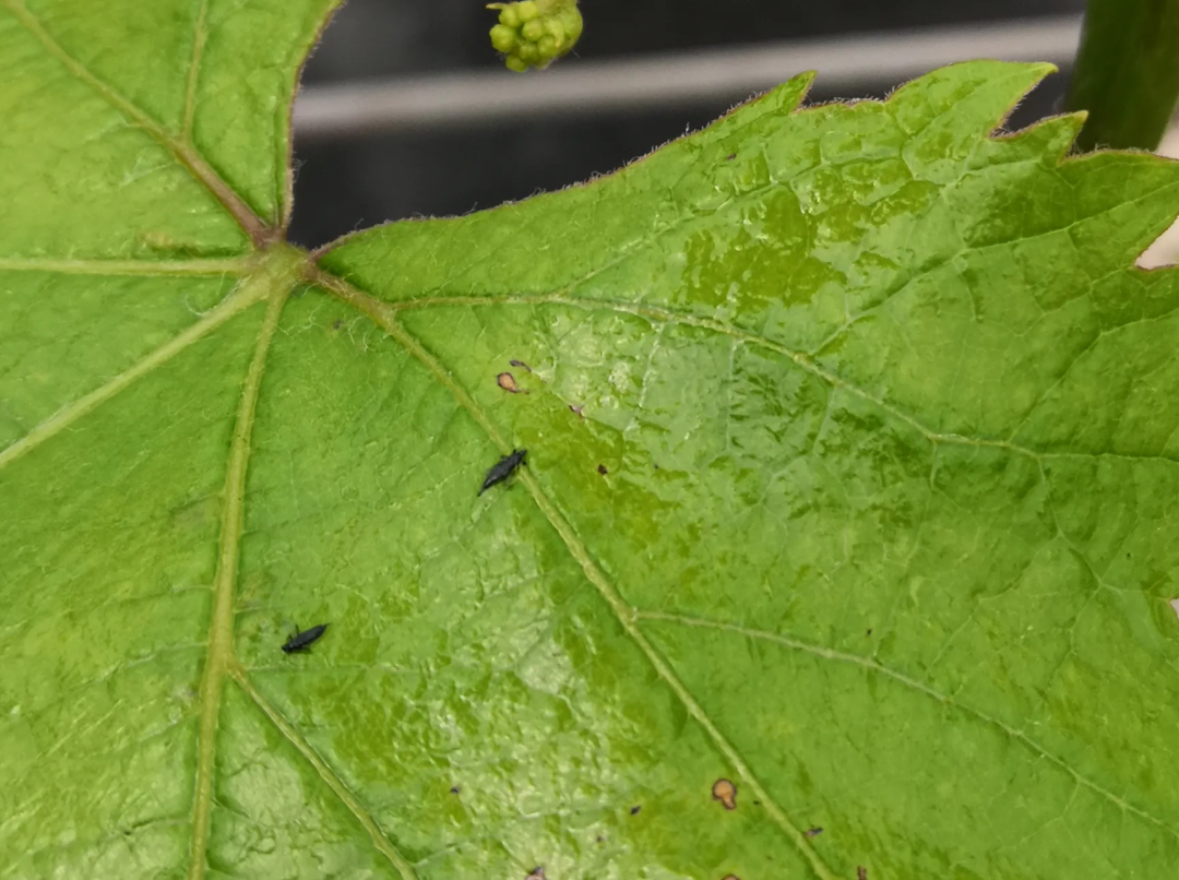 千万别忽视葡萄蓟马,花期不防悔断肠!