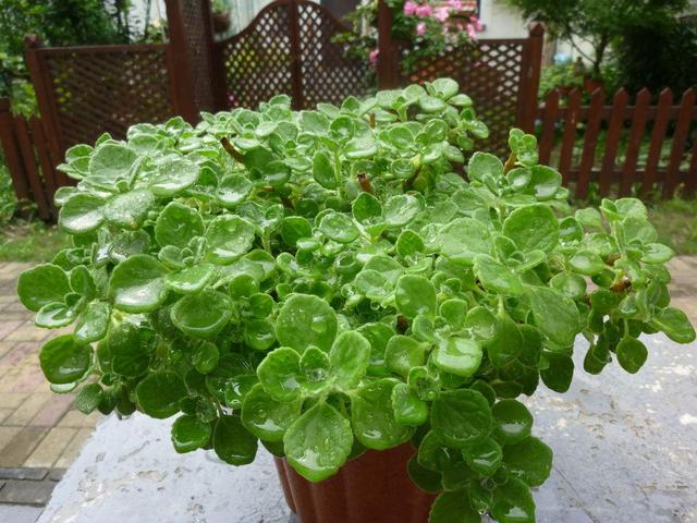 2种驱蚊植物不用买,剪一个枝就能养,叶子香香的,3个月长满盆