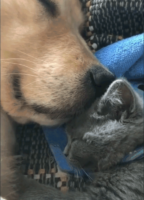 #每日有趣gif图#太丑了,莫挨老子!