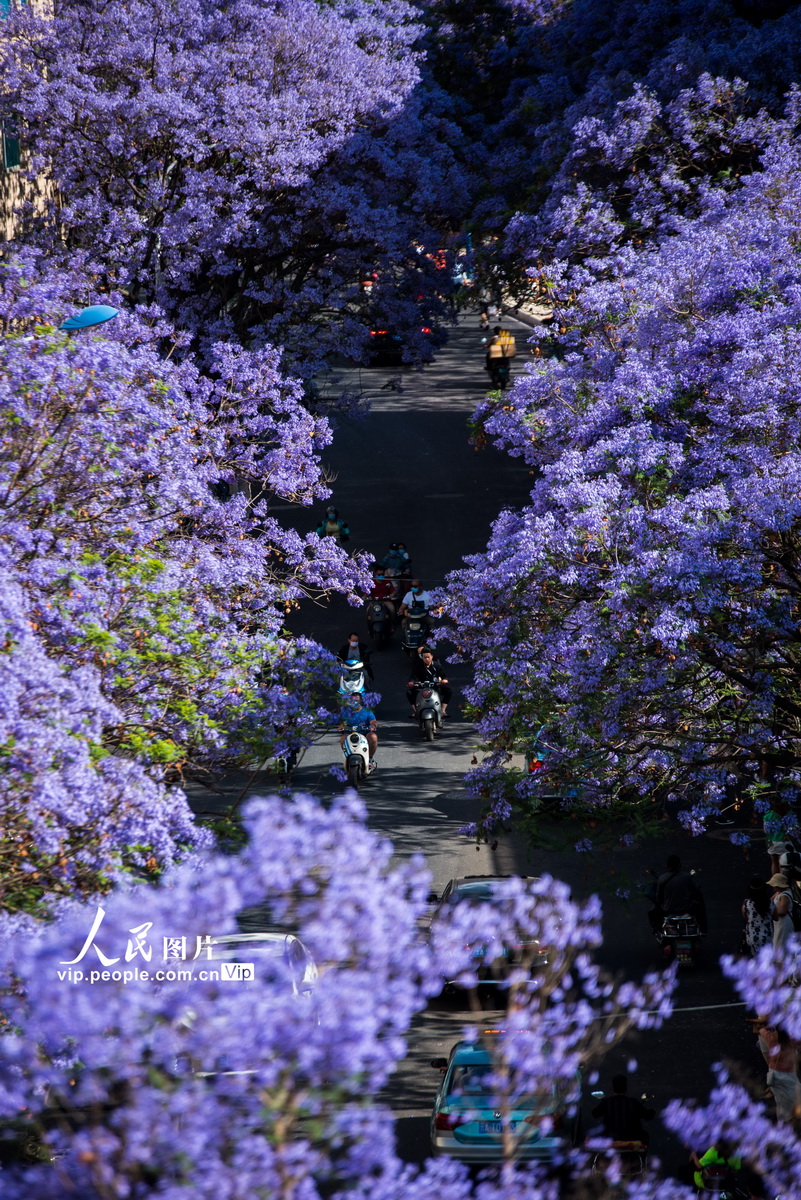 云南昆明春城盛开蓝花楹