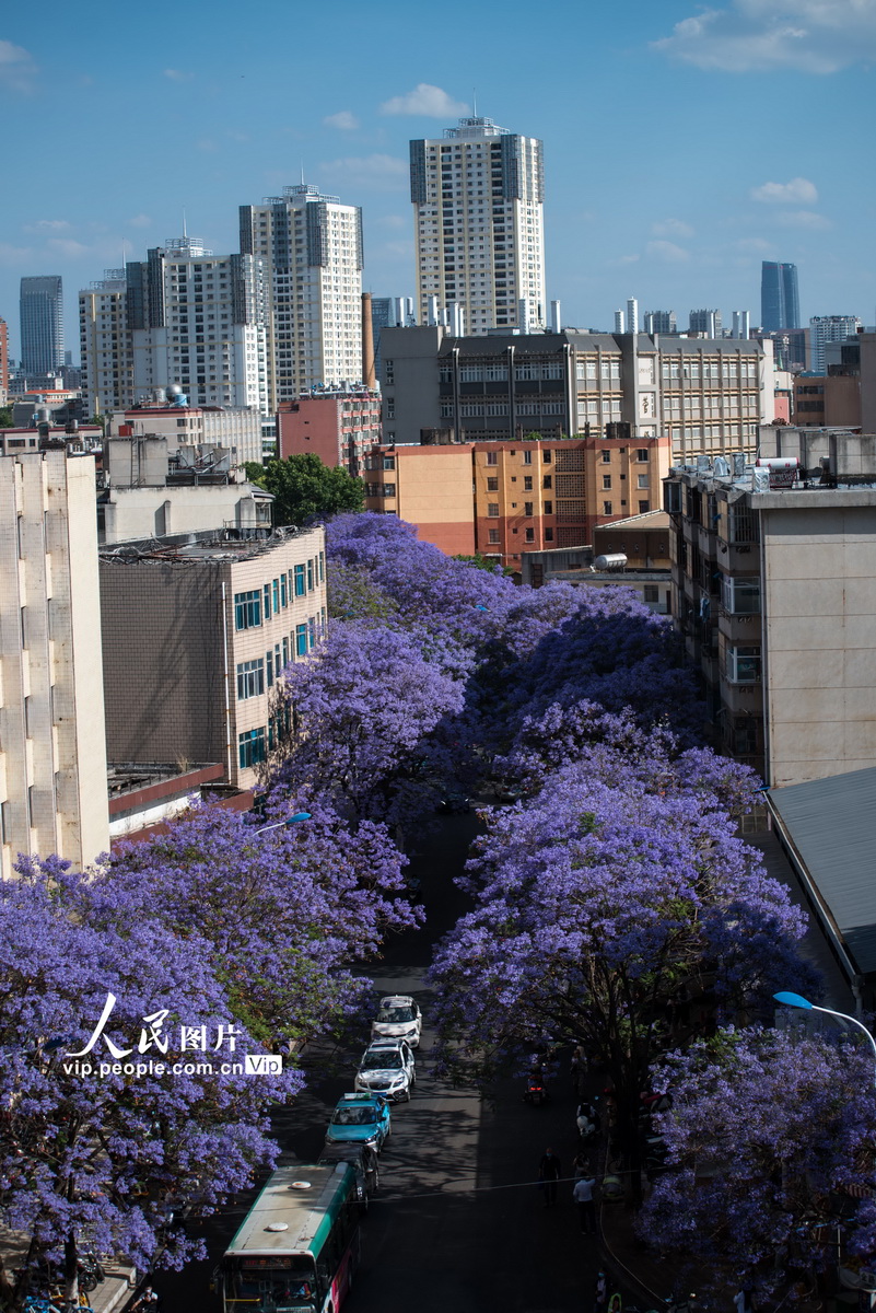云南昆明春城盛开蓝花楹