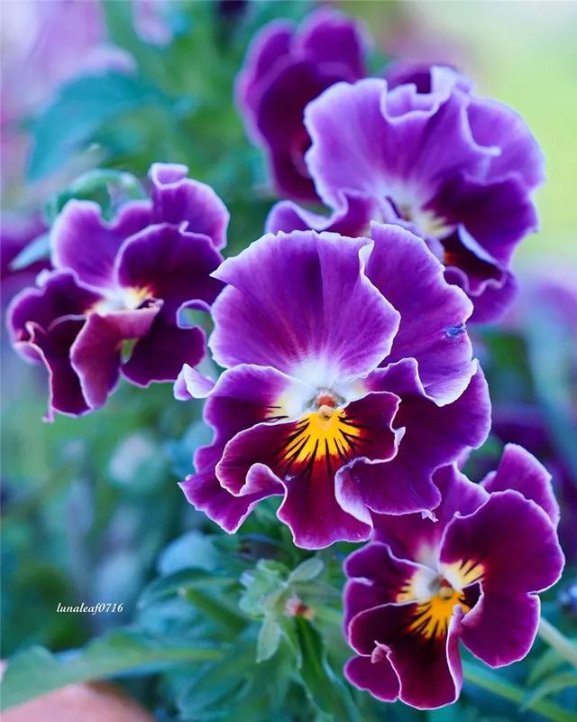 花花世界色彩斑斓