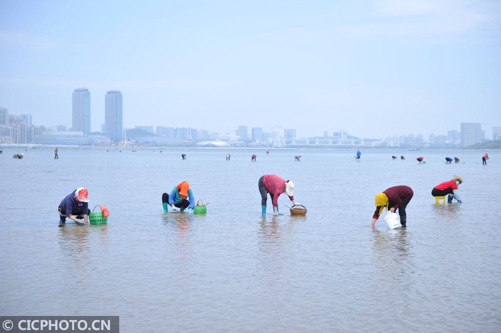 山东青岛:市民赶海 收获满满