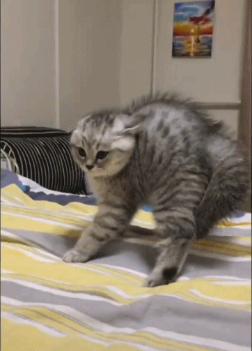 每日有趣gif图太丑了,莫挨老子!