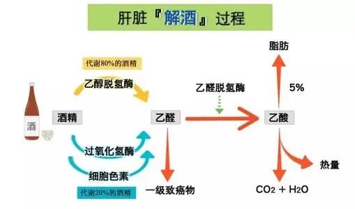 在体内的代谢过程酒精被人体吸收后会随着血液循环进入肝脏喝酒时1,对
