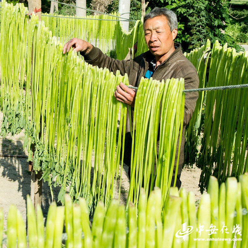 菜园村里话"苔干""皖里有货"助农直播本月走进涡阳