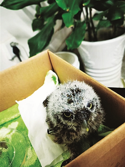 市民发现"大眼萌鸟"