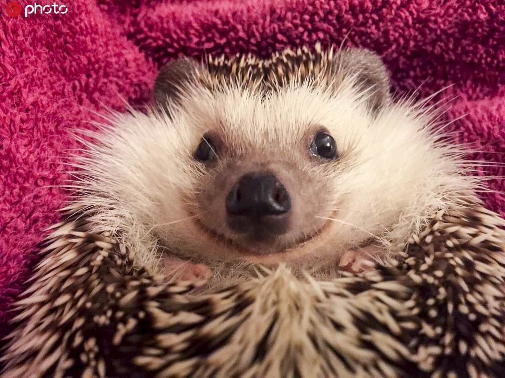 世界微笑日 请收下这波小动物们的灿烂笑容