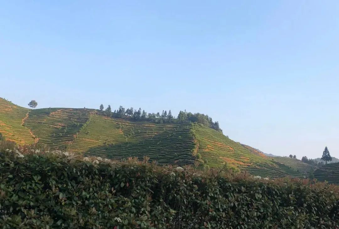 看到这漫山遍野的茶山,便是岩茶之乡了